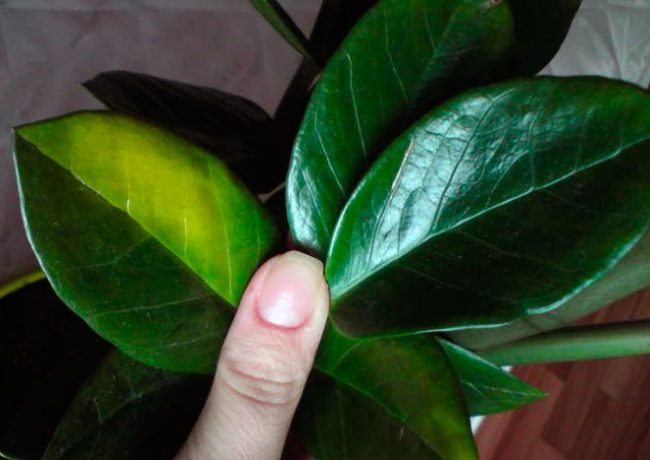 Желтое пятно на зеленом листике замиокулькаса при недостаточном поливе