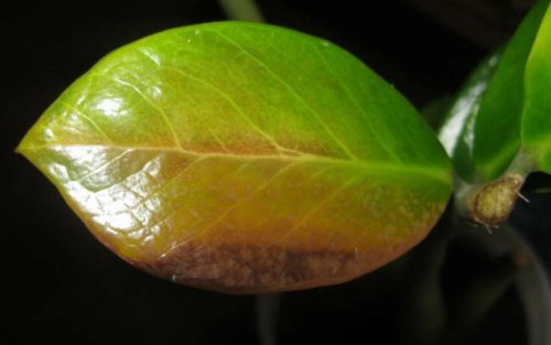 Пожелтение листа замиокулькаса при недостаточном поливе растения