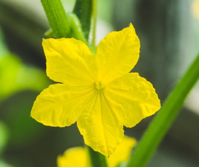 Большой цветок огурца желтого цвета крупным планом