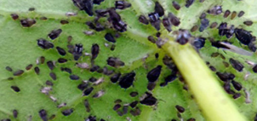 Огромная колония вредителей на листе огурца внутри