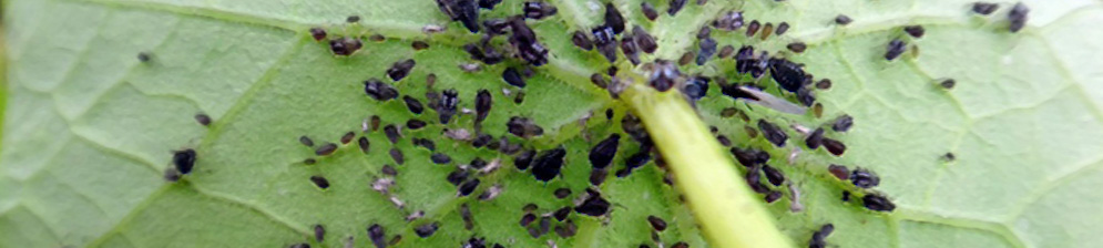 Огромная колония вредителей на листе огурца внутри