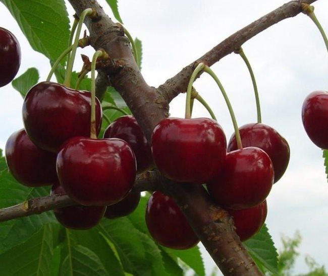 Спелые ягоды темно-красного цвета черешни сорта Тютчевка