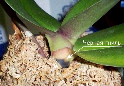 Признаки черной гнили на прикорневой части ствола орхидеи