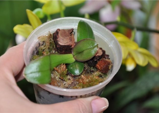 Сеянец орхидеи в пластиковом стаканчике после посадки