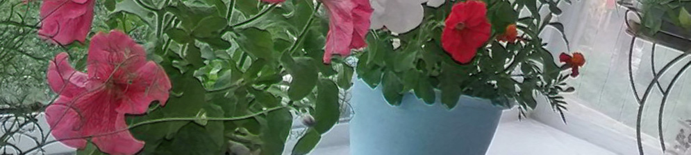 Два цветка петунии на балконе в горшке