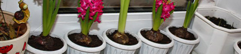 Несколько цветов гиацинтов цветут на подоконнике домашнем