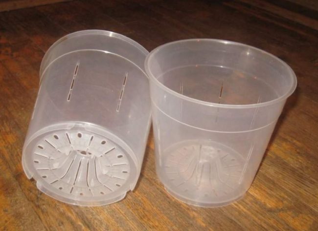 Прозрачные пластиковые контейнеры для посадки орхидеи в домашних условиях
