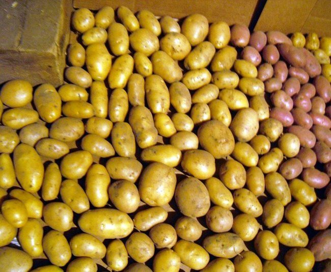 Подсушивания плодов картофеля перед закладкой в погреб на хранение