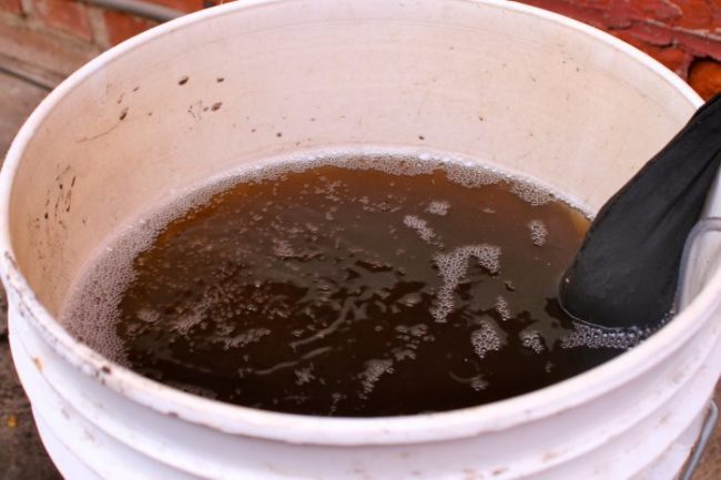 Белое ведро с компостным чаем для подкормки петунии и других цветов