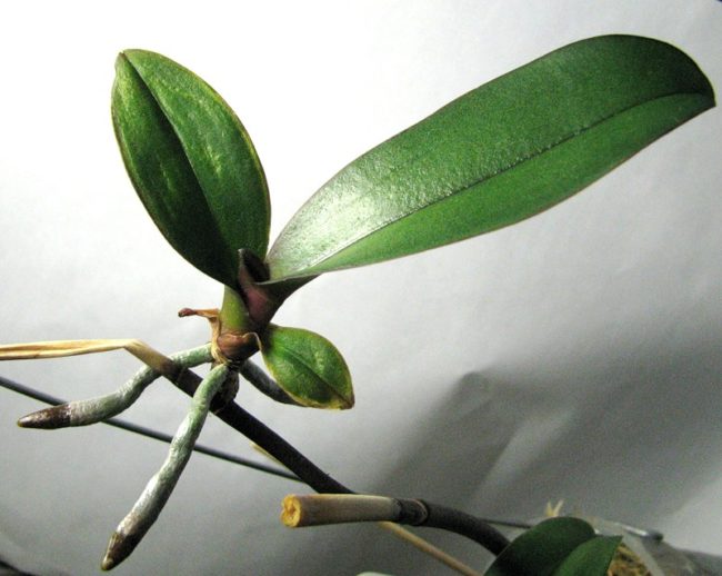 Длинные корешки на детке орхидеи с гладкими зелеными листиками