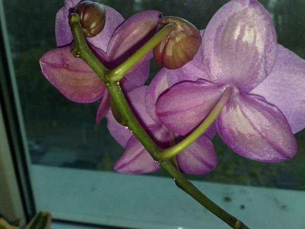Цветоносы орхидеи с липкими каплями небольшого размера