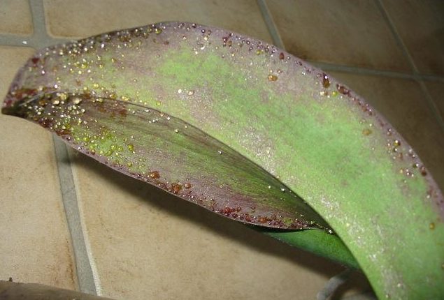 Мелкие липкие капли на листе орхидеи при неправильном поливе растения