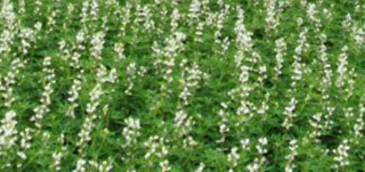 Цветение на поле люпин сидерат с белыми цветками
