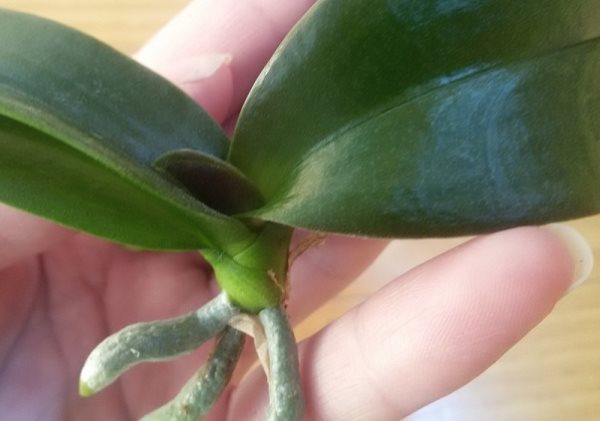 Детка орхидеи с тремя корешка после обрезки с материнского растения