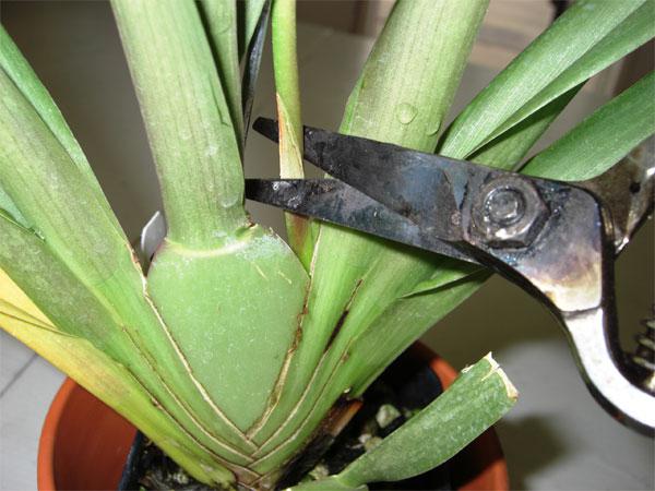 Обрезка старого цветоноса орхидеи на расстоянии нескольких сантиметров от точки роста