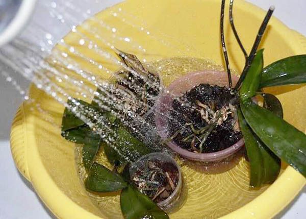 Орошение теплой водой комнатных орхидей в пластиковых горшках