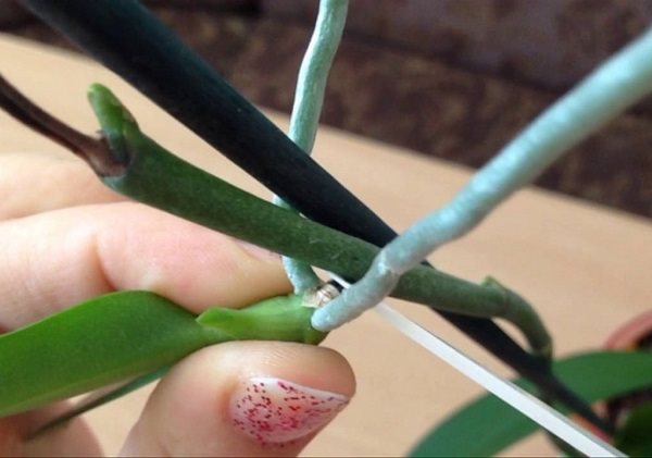 Отделение детки с цветоноса орхидеи с помощью острого ножа