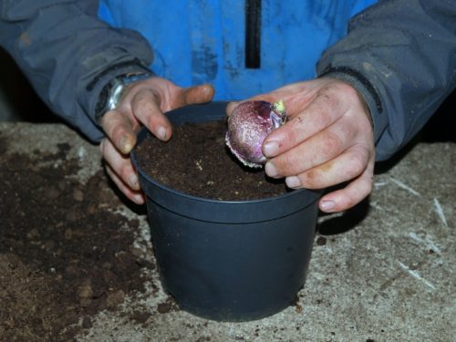 Посадка луковицы гиацинта в пластиковый горшок среднего размера