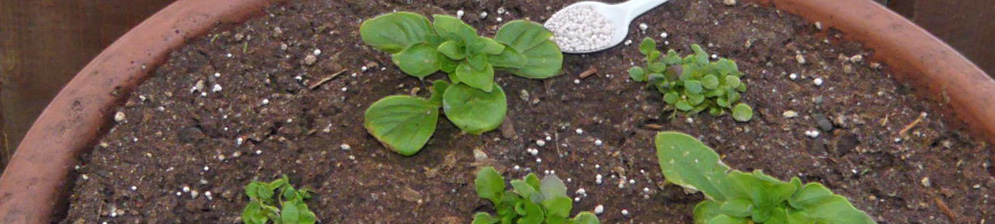 Подкормка петунии нитрофоской под корень с ложки белые гранулы