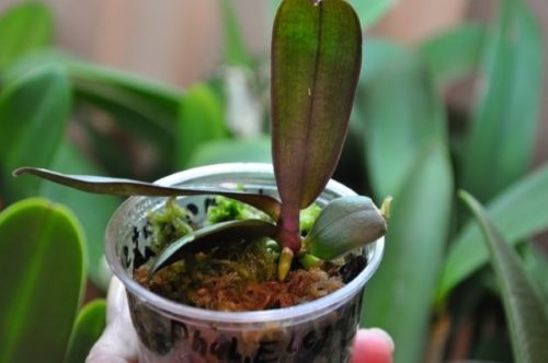 Детка орхидеи в горшочке через месяц после отделения от цветоноса