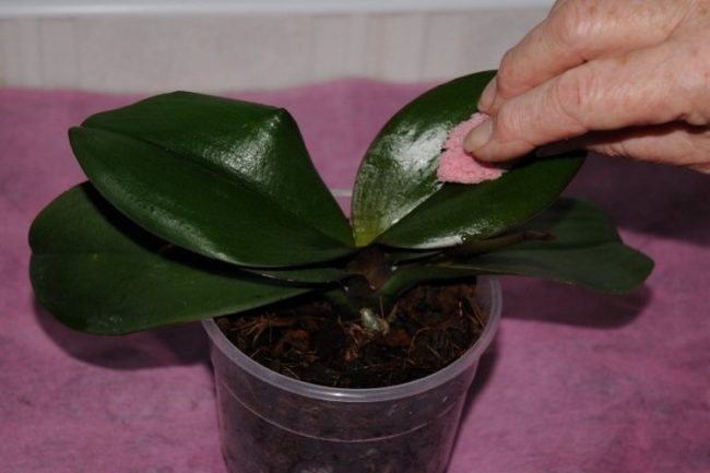 Обработка листьев орхидеи спиртовым раствором с помощью ватного диска