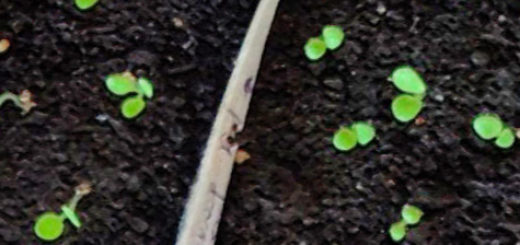 Ростки петунии вблизи посаженные из семян