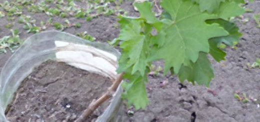 Саженец винограда готовится к пересадке из банки в открытую почву