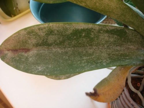 Серый налет на листе орхидеи при загнивании растения