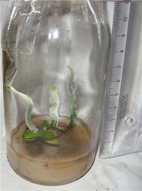 Сеянец орхидеи спустя девять месяцев после посадки семенами в стеклянную емкость