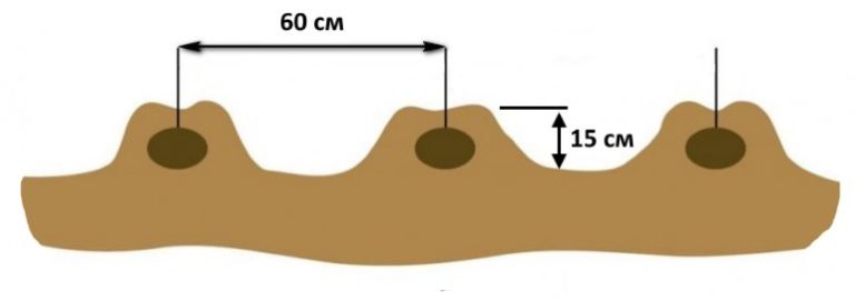 Схема посадки картофеля в гребень