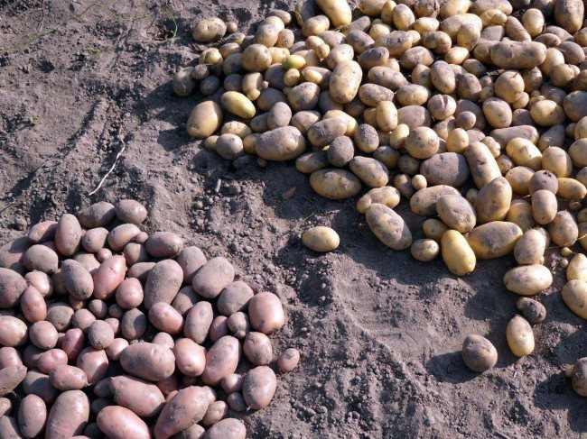 Сортировка картошки по сортам сразу после выкапывания в полевых условиях