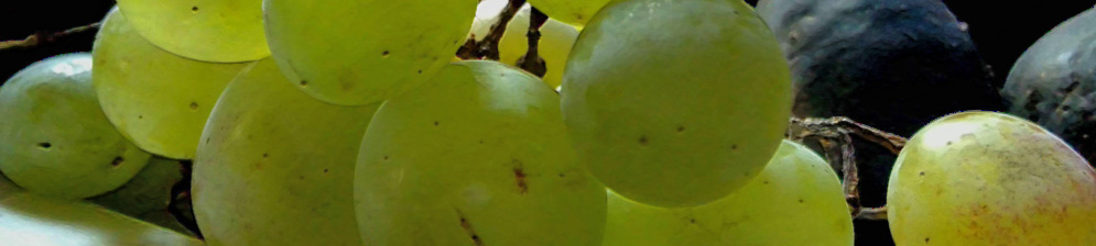 Тёмный и зелёный виноград на одном фото