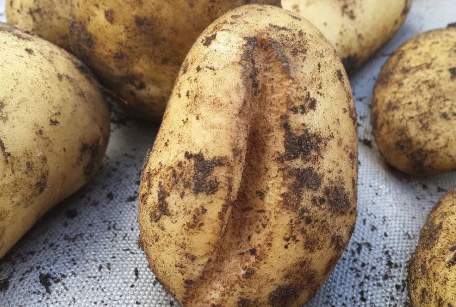 В земле трескается картофель - что делать?