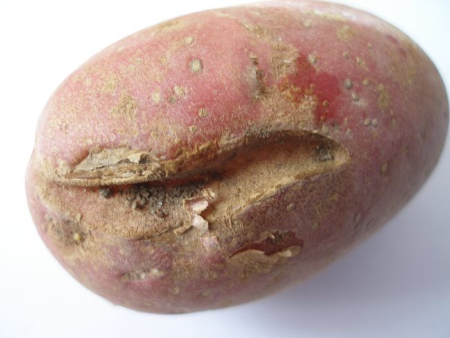 Розовый клубень картошки с поверхностной трещиной небольшой глубины
