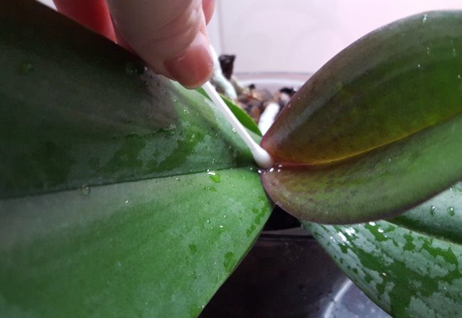Удаление ушной палочкой каплей воды у основания листа комнатной орхидеи