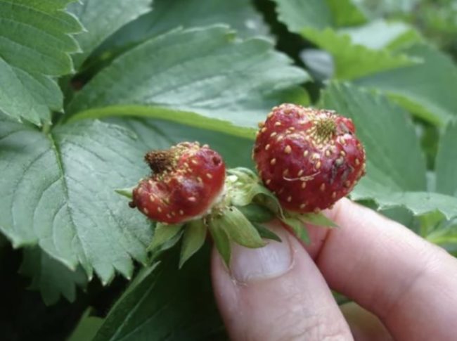 Уродливые ягоды с бугорками на кустике ремонтантной клубники