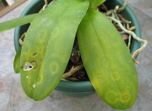 Симптомы вирусного заболевания на листе домашней орхидеи