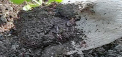 Высадка петунии в открытый грунт саженцем