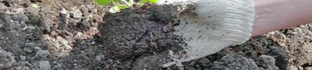 Высадка петунии в открытый грунт саженцем