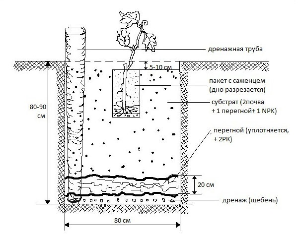 Схема стандартной ямы для посадки саженца винограда в нечерноземных регионах