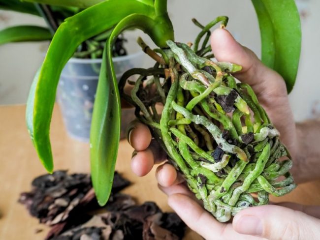 Светло-зеленые корни орхидеи во время пересадки в новый горшок