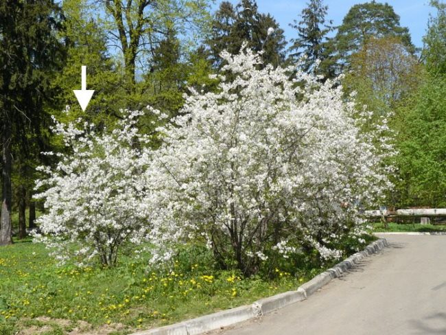 Обильное цветение вишневых деревьев и кустарников различной высоты