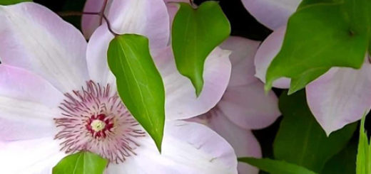 Яркие цветки клематиса в период цветения растения