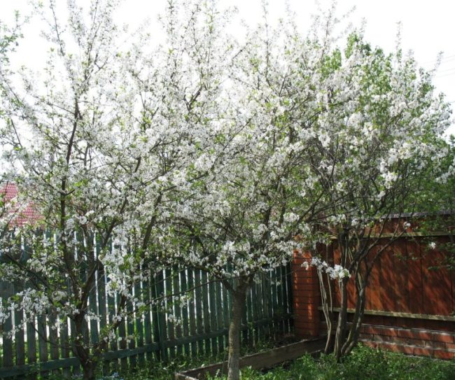 Угол дачного участка с цветущими деревьями вишни