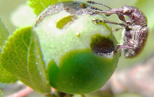 Зеленый плод вишни с жуком-долгоносиком
