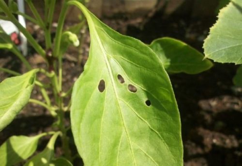Зеленый лист горького перца с дырками от слизней