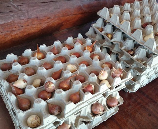 Зимнее хранения тюльпанов в домашних условиях в лотках для яиц