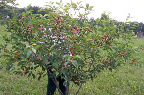 Описание и характеристики вишни сорта Призвание, история и особенности выращивания