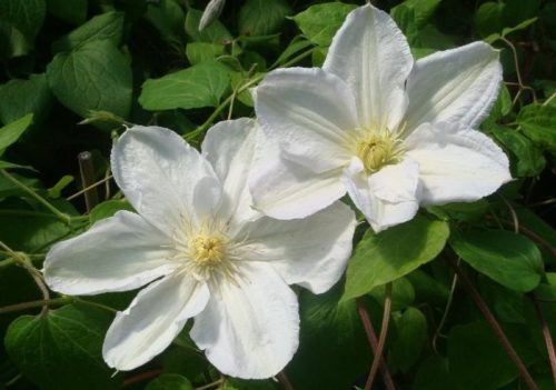 Белые цветки клематиса ранней весной на молодых побегах текущего сезона