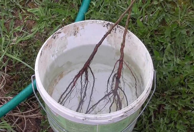Замачивание корней саженцев вишни перед посадкой в открытый грунт